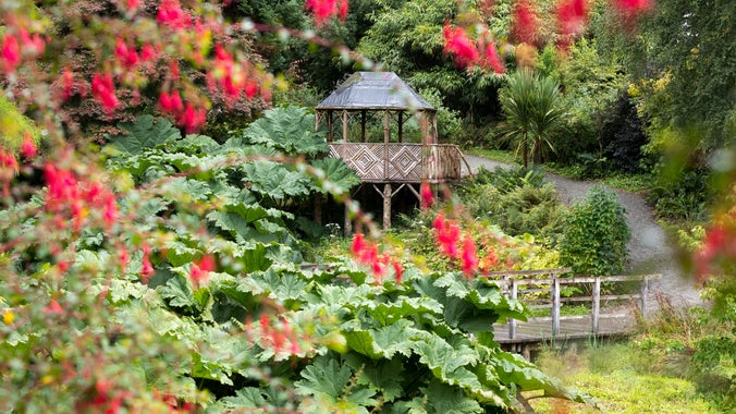 Strwythur Belvedere yn edrych dros yr Ardd Orsiog yng Nghastell Penrhyn sy'n cynnwys y Gunnera Enfawr a rhywfaint o flodau Fuschia